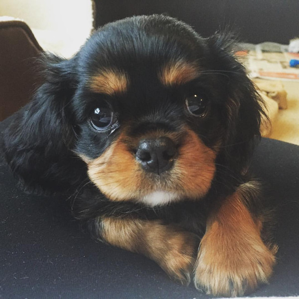 Our new helper, Oscar! *Beware! Cute Dog Pics*